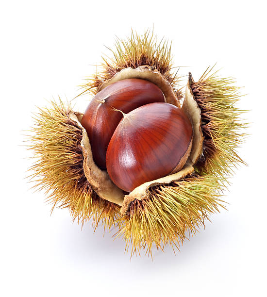 Premium Turkish–Italian Chestnuts – Fresh Harvest, Naturally Sweet & Nutty